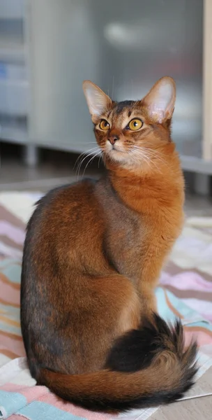 Gato somalí sentado en la toalla —  Fotos de Stock