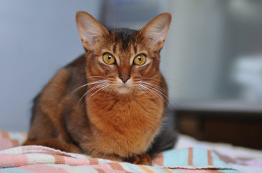 Somali cat portrait clipart