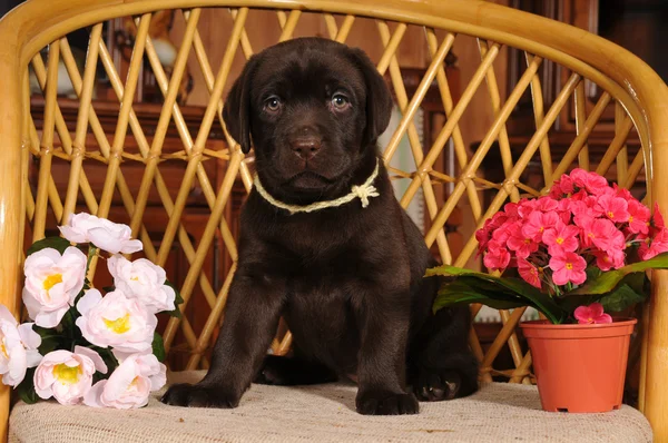 Puppy sits on the chair with flowers — Stock Photo, Image