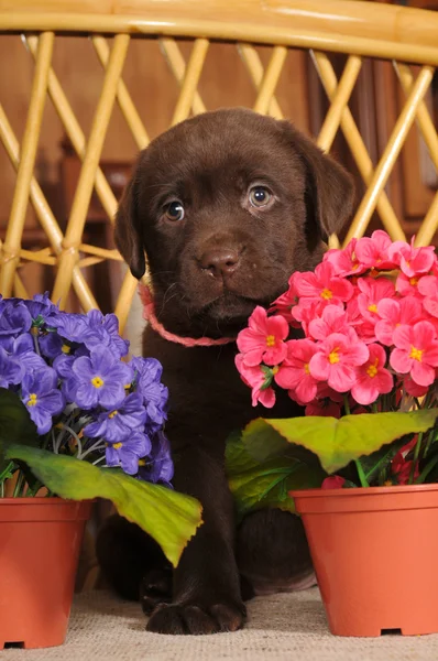 Portret van labrador puppy — Stockfoto