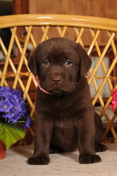Labrador puppy portret — Stockfoto