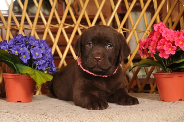 Little labrador puppy portrait — Stock Photo, Image