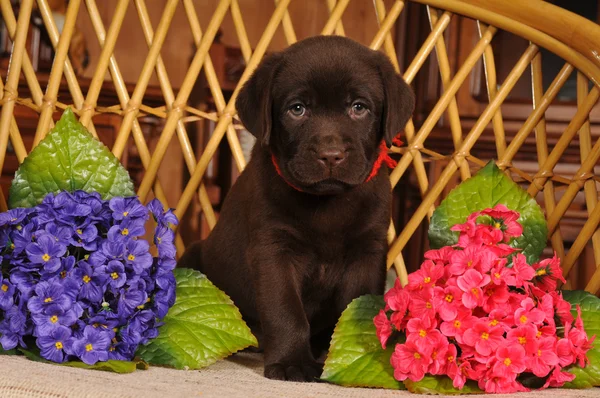 Twee maand labrador puppy portret — Stockfoto