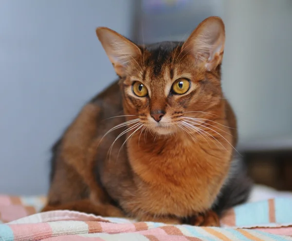 Precioso gato somalí se sienta en la toalla —  Fotos de Stock