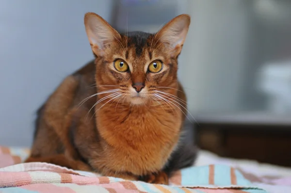 Ritratto di gatto somalo — Foto Stock