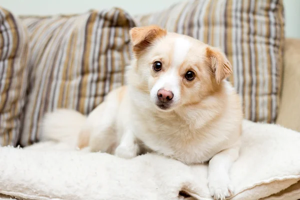 stock image Dog on a sofa looking stright forward