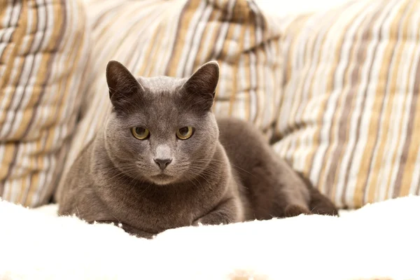 Kočka sedí na pohovce dívá přímo — Stock fotografie