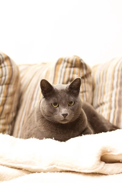 Eine Katze, die auf einem Sofa sitzt und gerade schaut — Stockfoto