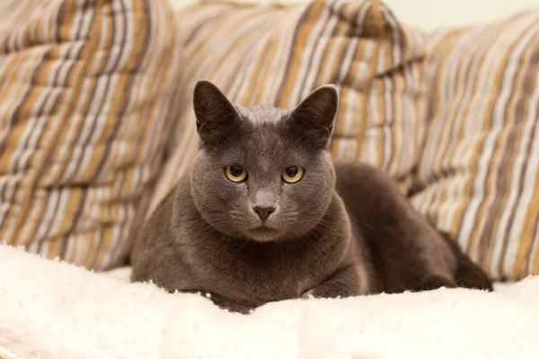 Un gato sentado en un sofá mirando recto — Foto de Stock