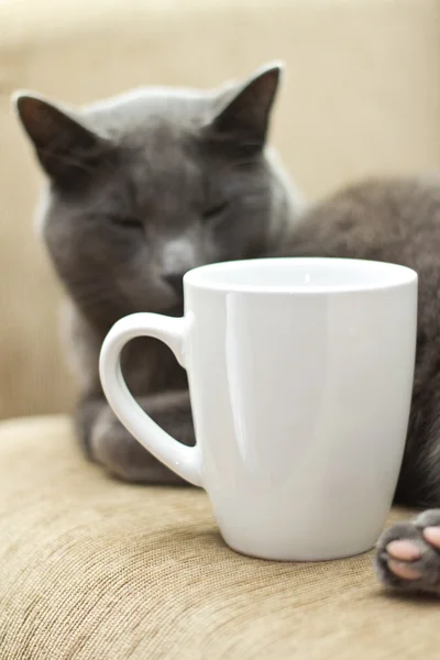 Katze auf einem Sofa mit weißer Tasse — Stockfoto