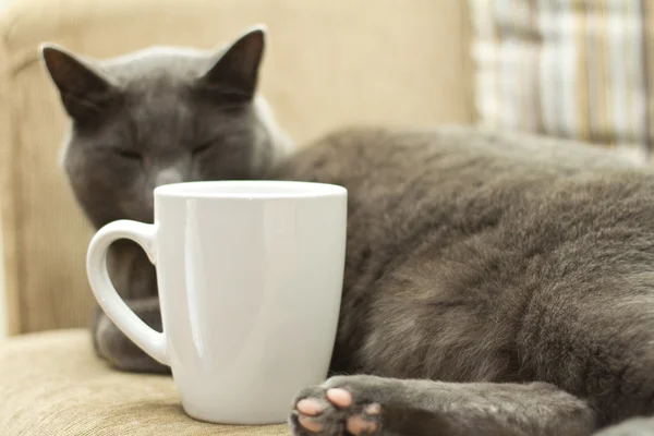 Gato en un sofá con taza blanca — Foto de Stock