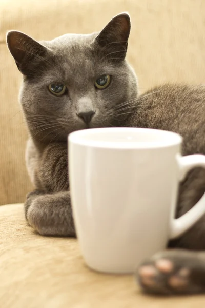 Kočka na pohovce s bílým cup — Stock fotografie