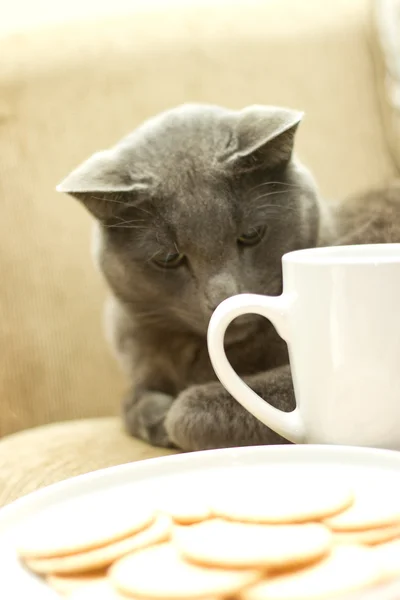 stock image Cat on a sofa with white cup