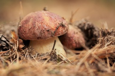 Boletus mushroom clipart