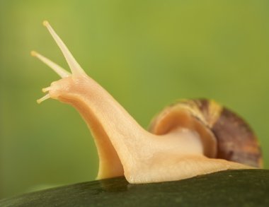 salyangoz achatina