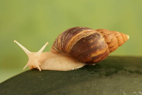 Snail Achatina — Stock Photo, Image
