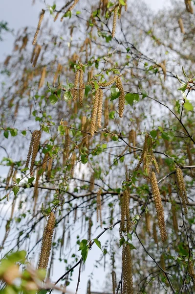 Серебряные листья березы — стоковое фото