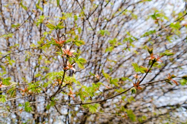 단풍나무 잎을 일축 — 스톡 사진