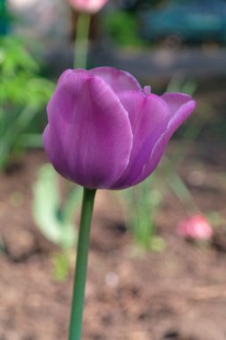 Violet tulip clipart