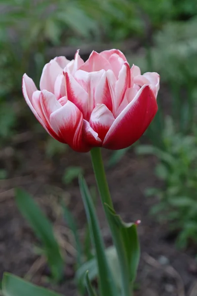 Red Tulips 4 — Stock Photo, Image