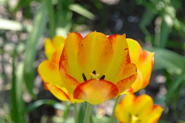 Orange Tulips In Sunlight — Stock Photo, Image
