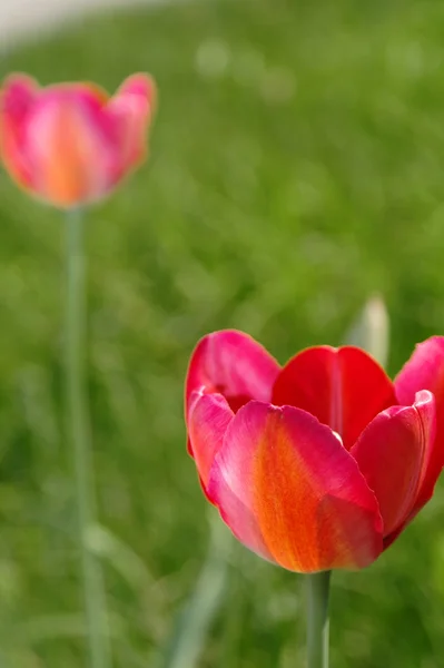 Röda tulpaner 3 — Stockfoto