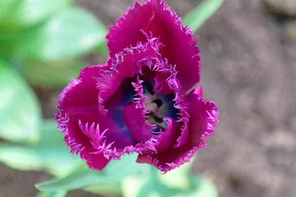Violett tulip — Stockfoto