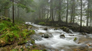 Karpat ormanlarındaki dağ nehri