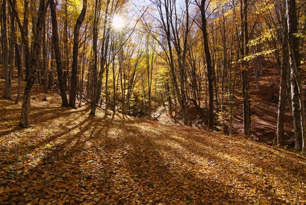 산속의 가을 풍경 — 스톡 사진