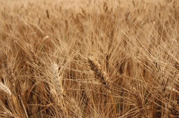 stock image Ripe rye field