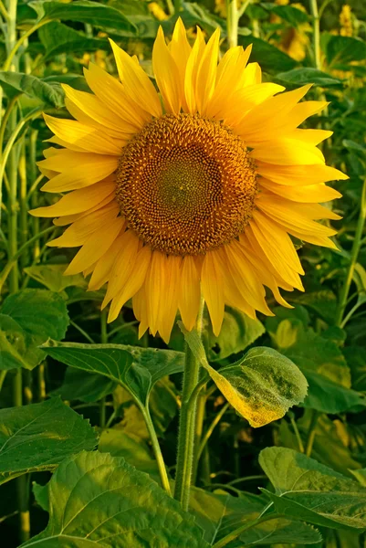 stock image Sunflowers at the field in summer