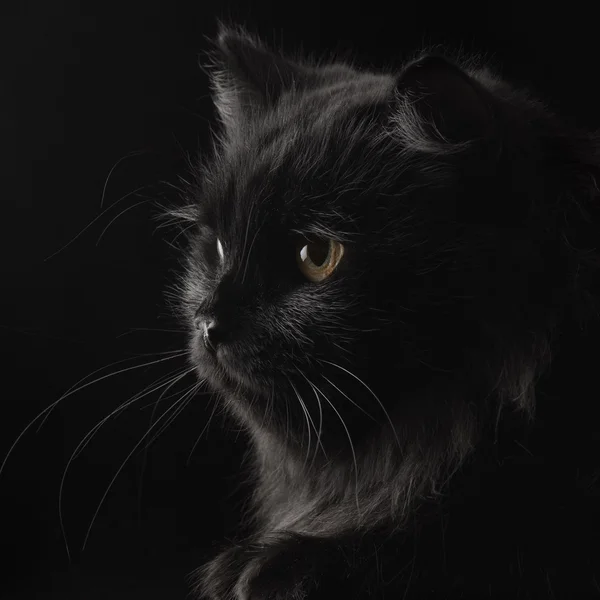 Gato persa negro sobre fondo negro — Foto de Stock