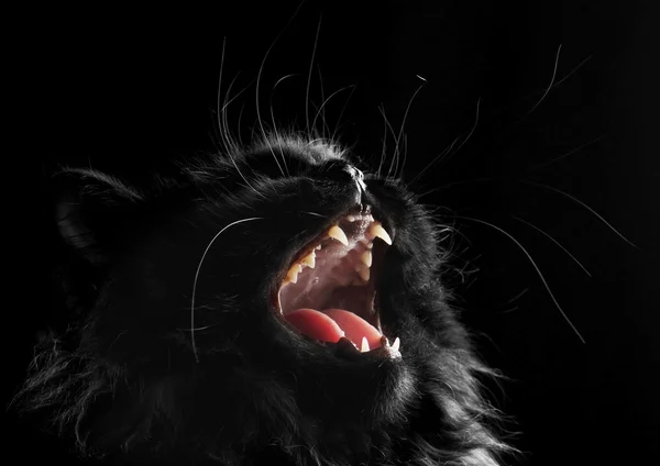 stock image Black persian cat on black background