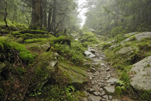 Spur im wilden Wald lizenzfreie Stockfotos