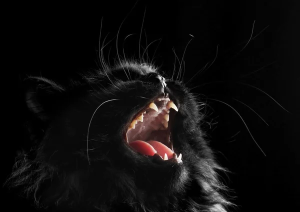 Chat persan noir sur fond noir Photo De Stock