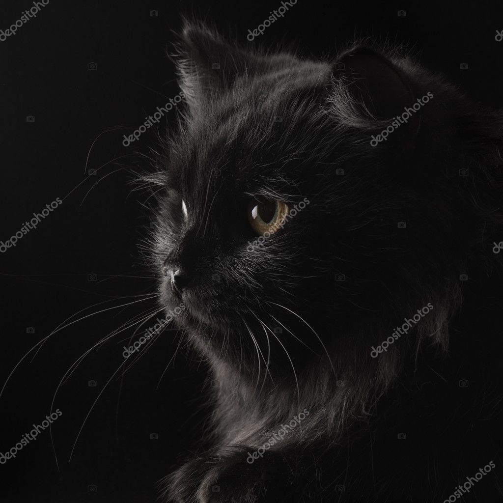 black persian cat
