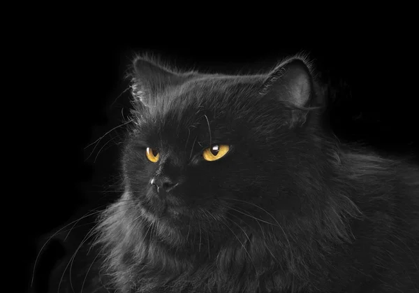 Черный персидский кот на черном фоне Стоковое Фото