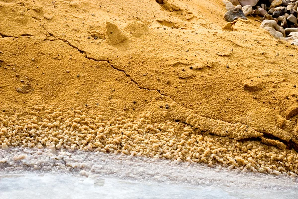 Makro Visa på kusten av döda havet — Stockfoto