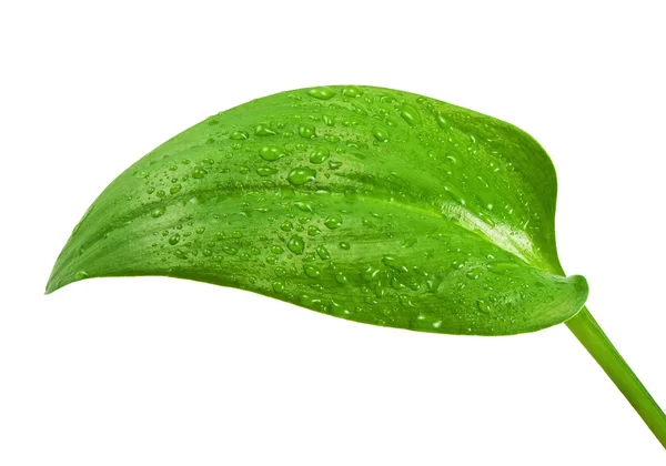 Zoetwaterdruppels op groen plantenblad — Stockfoto