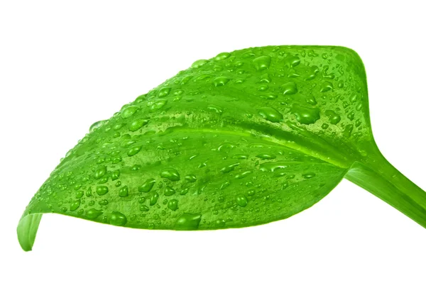 Свіжі краплини води на зеленому листі. — стокове фото