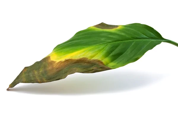 Dying and rotting leaf — Stock Photo, Image