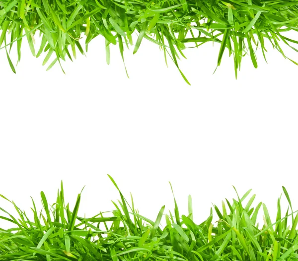 Frisches frühlingsgrünes Gras — Stockfoto