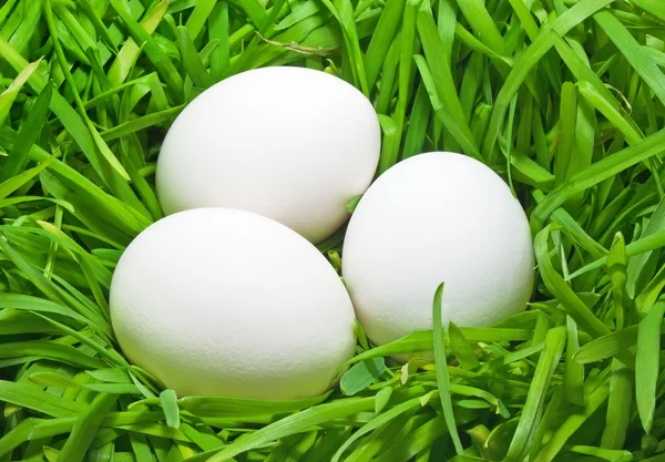 Çimlerde yumurtalar — Stok fotoğraf