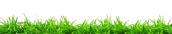 Färsk vår grönt gräs — Stockfoto