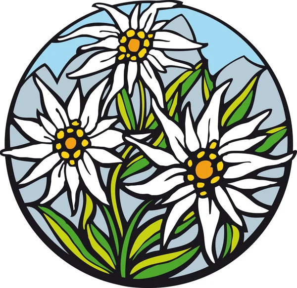 ᐈ White Flower Stock Illustrations Royalty Free Edelweiss White Flower Vectors Download On Depositphotos