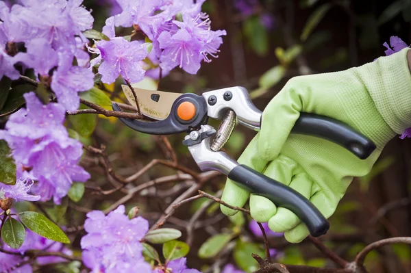 Pruning shrubs — Stock Photo, Image