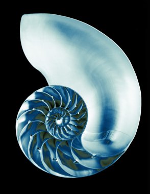 nautilus kabuğu, izole