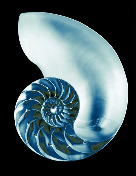 Concha Nautilus, aislada — Foto de Stock