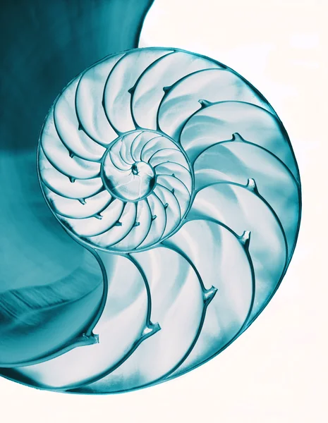 Wnętrze skorupy nautilus — Zdjęcie stockowe
