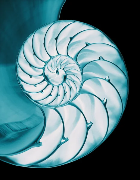 Nautilus shell interior — Fotografie, imagine de stoc